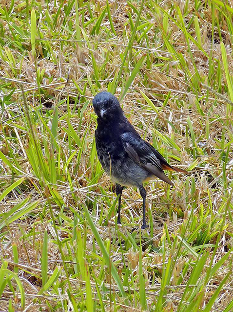 Colirrojo tizón, Monte Boi, Baiona (Pontevedra), 15/08/2012.