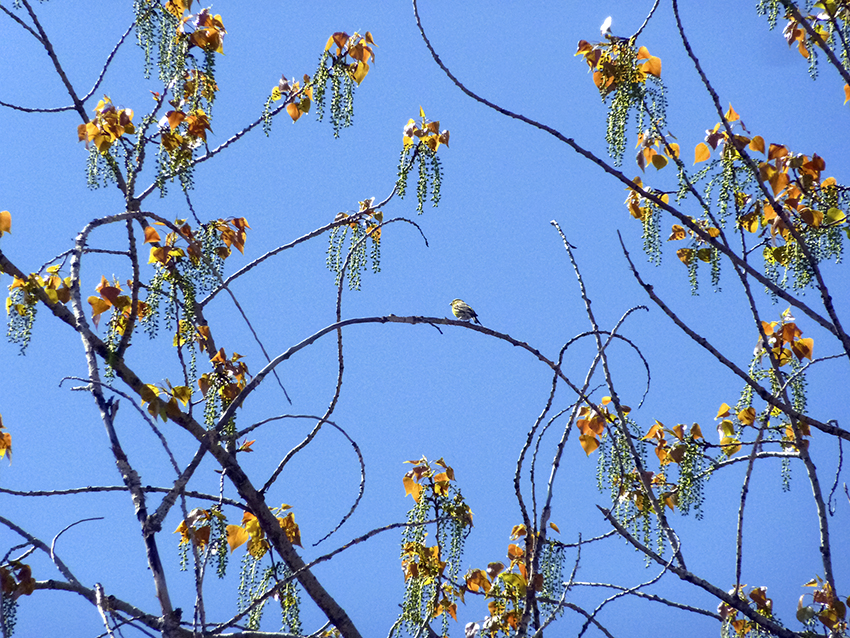 Verdecillo, Parque del Oeste, 01/04/2011.