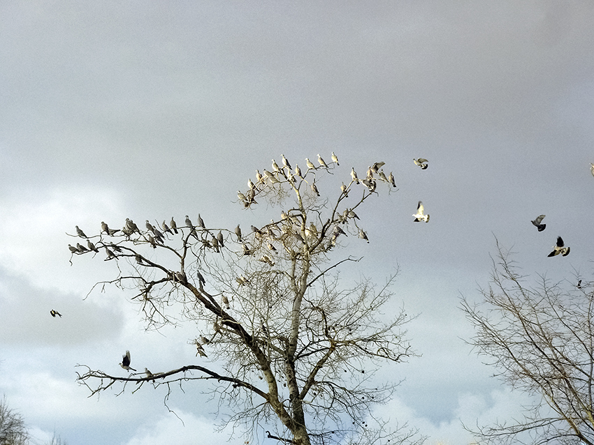 Pombas torcaces, Aranxuez, 26/12/2013.