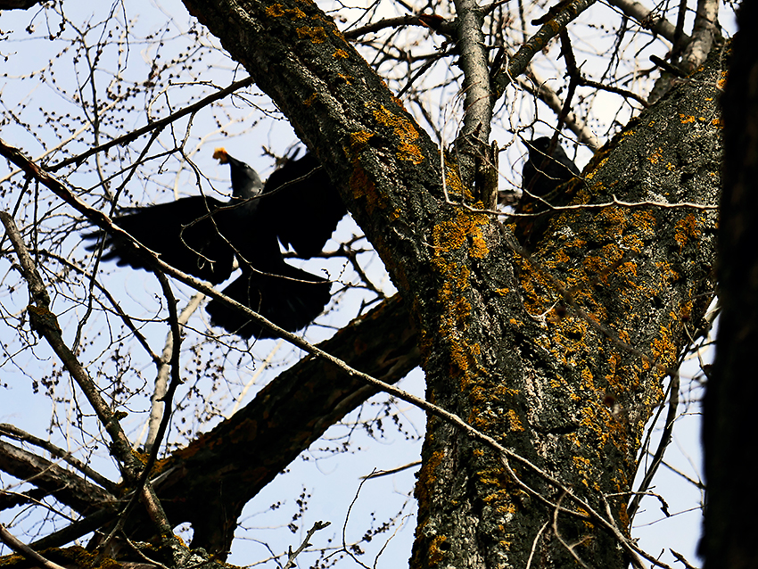 Cornejas anidando, Campus de Somosaguas, Pozuelo de Alarcón (Madrid), 14/03/2018.