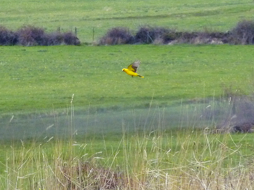 Oropéndola macho en vuelo, Buitrago de Lozoya (Madrid), 02/05/2012.