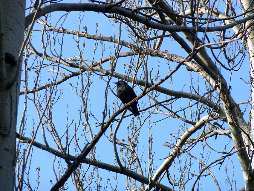 Estorniño negro, Parque do Oeste (Madride), 19/03/2014.