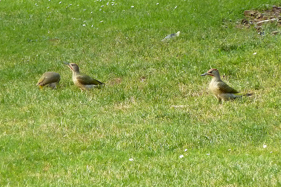 Petos verdes, Parque do Oeste, 28/04/2014.