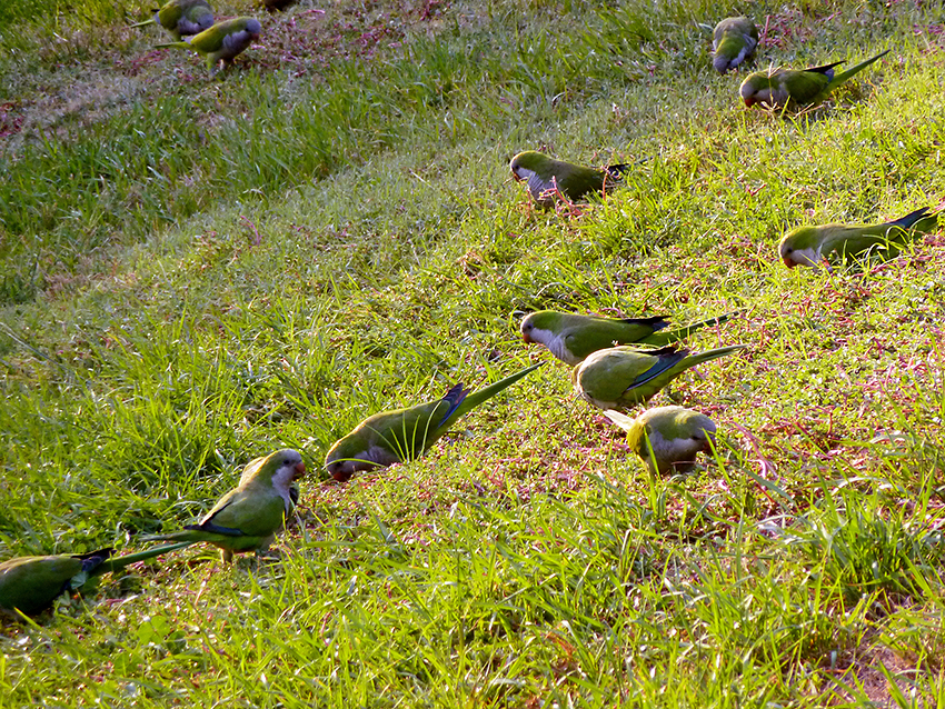 Cotorras arxentinas, Parque do Oeste, 10/09/2010.