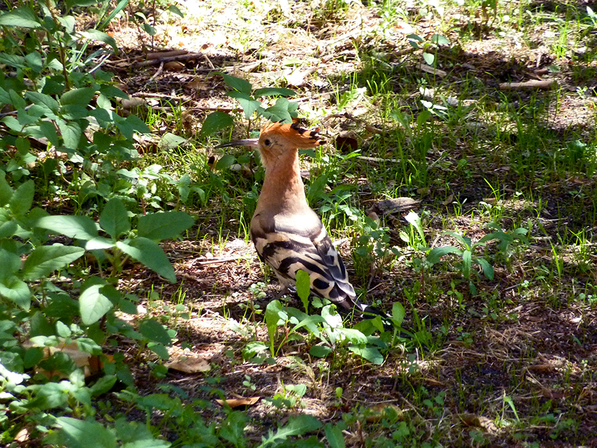 Abubilla, jardines de la AECID, Madrid, 24/08/2014.