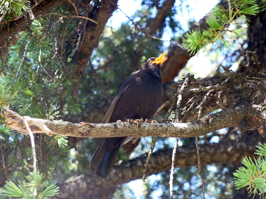 Mirlo macho cantando, Parque del Oeste, 13/05/2014.